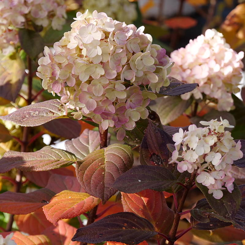 Close up of white and pink hydrangea flowers with red foliage